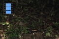 Scene 47_hssflight_Morpho peleides appraching to banana bait